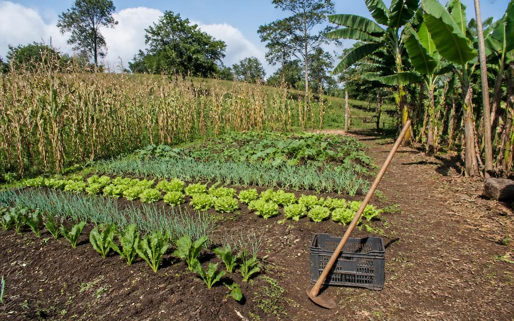 Imagem representando agricultura familiar no Feira na Mão